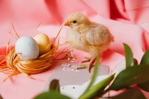 pulcini-piccoli-e-uova-colorate-su-sfondo-rosa-per-festeggiare-Pasqua