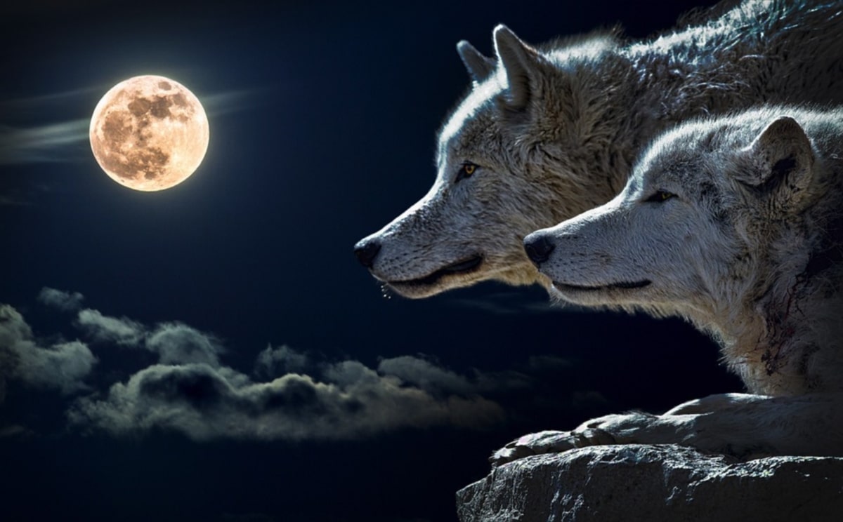 lupi e luna