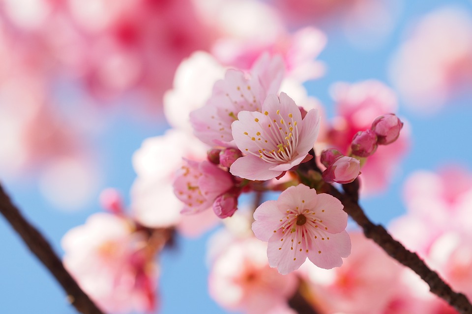 Sakura Il Fiore Di Ciliegio Giapponese Dal Significato Affascinante 