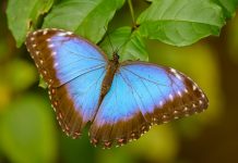 Farfalla azzurra appoggiata su una foglia