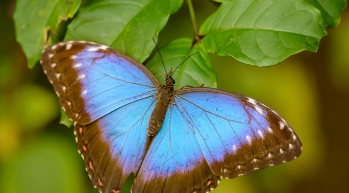Farfalla azzurra appoggiata su una foglia